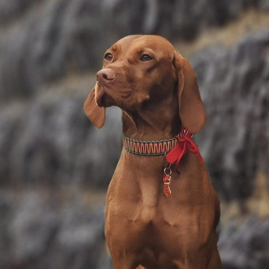 Make your own 19mm wrapped biothane collar.