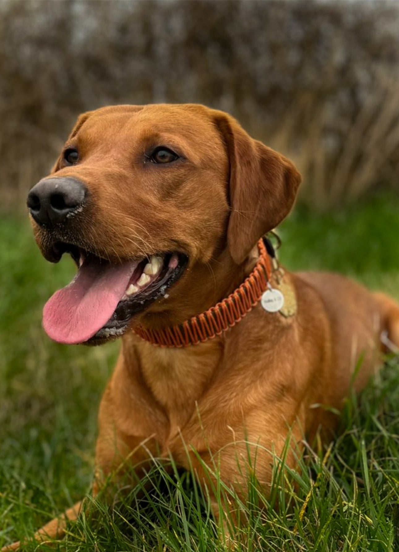 Make your own 25mm wrapped biothane collar.